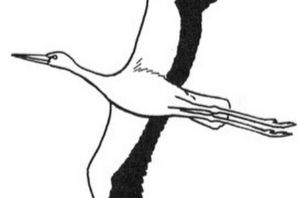 Журавль рисунок для детей