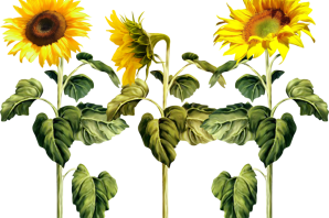 Культурное растение рисунок