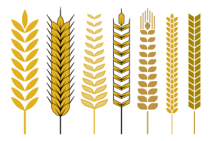 Колос трафарет