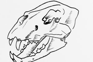 Череп коня рисунок