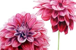 Георгин рисунок