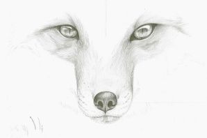 Глаза лисы рисунок