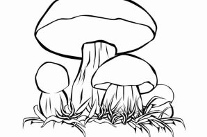 Подосиновик раскраска