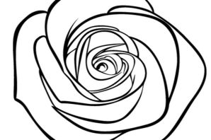 Роза контурный рисунок