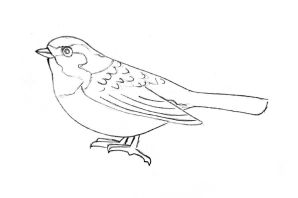 Легкий рисунок воробья