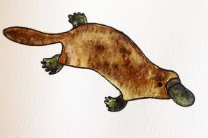 Утконос рисунок