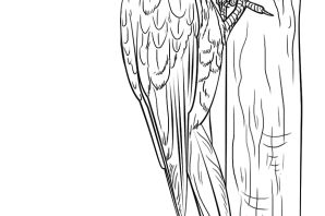 Зеленый дятел рисунок