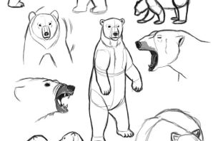 Медведь пошагово рисунок