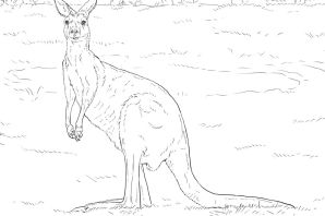 Животные австралии рисунки