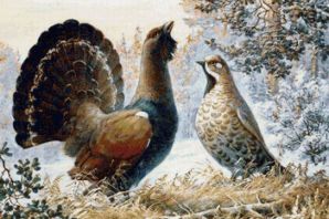 Глухарь рисунок