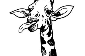 Жираф черно белый рисунок