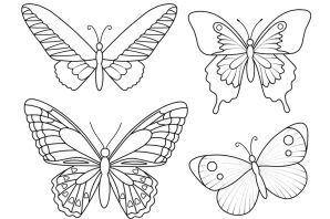 Две бабочки эскиз