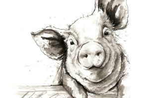Простой рисунок свиньи