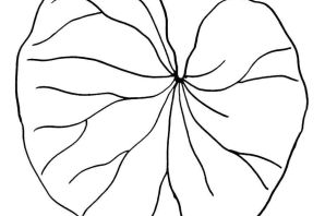 Лист кувшинки рисунок