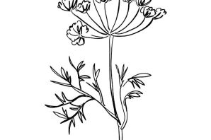 Укроп раскраска