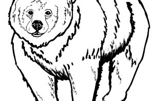 Гризли раскраска