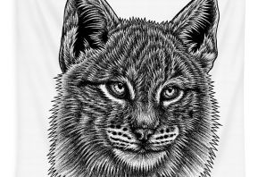 Рисунок рыси легкий