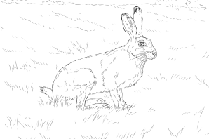 Раскраска заяц в лесу