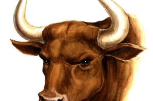 Бык детский рисунок