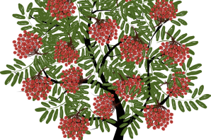 Куст рябины рисунок