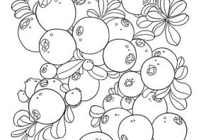Лесные ягоды раскраска
