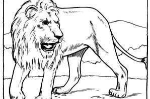 Тигр и лев раскраска