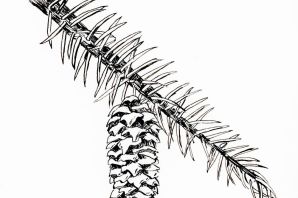Ветка ели рисунок