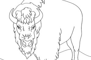 Зубр рисунок карандашом