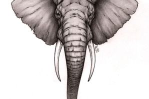 Хобот слона рисунок
