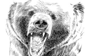Медведь в профиль рисунок