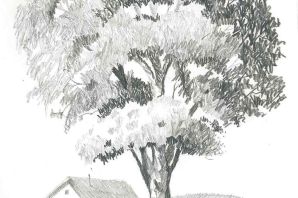 Зарисовки деревьев