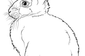 Кролик раскраска