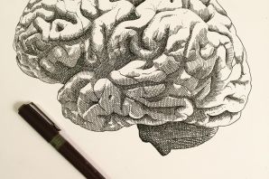 Мозг рисунок анатомия