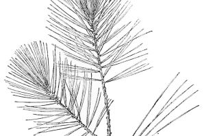Ветка сосны рисунок
