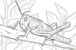 Богомол раскраска