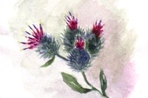 Чертополох рисунок