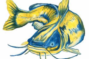 Рисунок сома