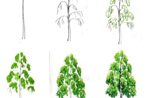 Береза рисунок карандашом