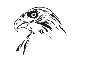 Сокол эскиз