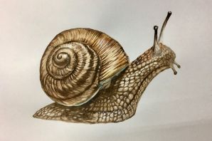 Улитка рисунок