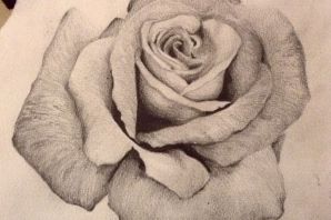 Роза рисунок ручкой