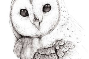 Белая сова рисунок