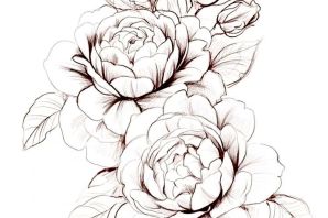 Пионы для срисовки