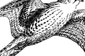 Сокол рисунок для детей