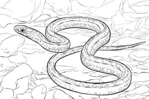 Змея раскраска