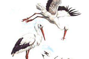 Рисунок аиста