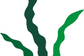 Зеленые водоросли рисунок