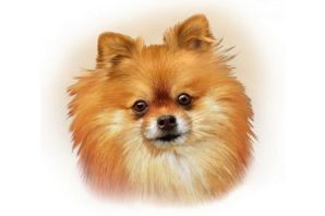 Шпиц рисунок для детей