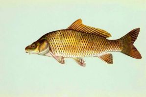 Рыба карась рисунок
