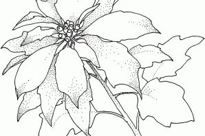 Раскраска комнатные цветы